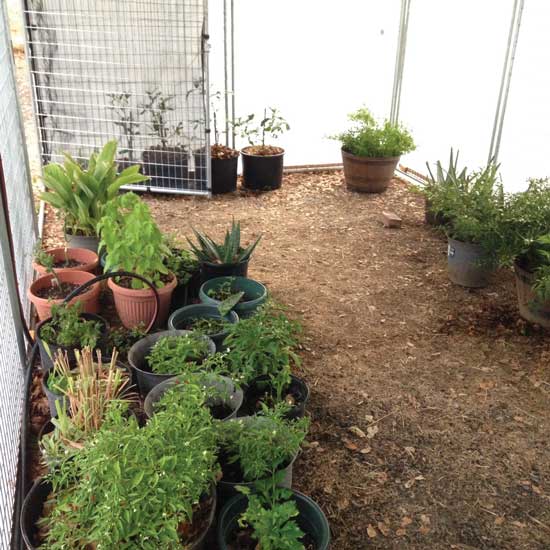 
The interior of the Pickering's dog kennel greenhouse.
